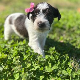 Girl 3 - Parti female Miniature Schnauzer puppy in Dunlap, Tennessee from Beards of Glory