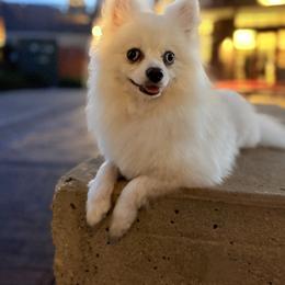 Nova - Pomeranian