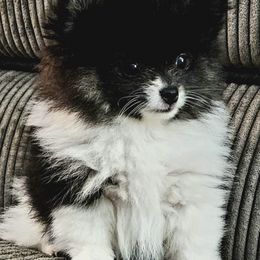 Pomeranians from House of Poms