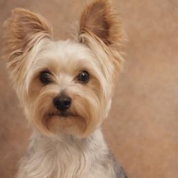 Pookie - Yorkshire Terrier