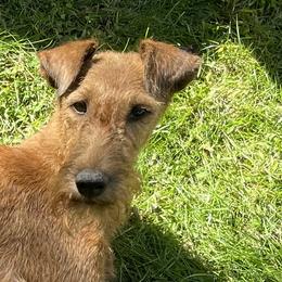 Saoirse - Irish Terrier