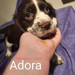 English Springer Spaniel Puppies from Brambleberry Springers