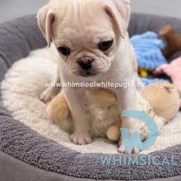 Boy 3 Red available March 25 - male Pug puppy in Cleveland, Ohio from Whimsical White Pugs - Quality Comes First