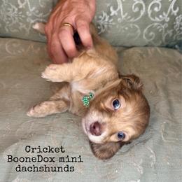 Cricket - Brindle female Dachshund puppy in Lexington, Oklahoma from BooneDox Miniature Dachshunds
