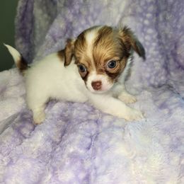 ROSIE - Red and white female Chihuahua puppy in Attleboro, Massachusetts from Treasured Hearts Chihuahuas