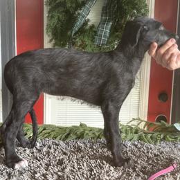 Irish Wolfhounds and Scottish Deerhounds from Hound Ridge