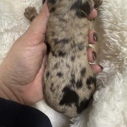 Cockapoo puppies from Ewing Acres