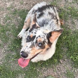 Asher - Blue merle and white male American Corgi puppy in Waskom, Texas from Piney Woods Corgis