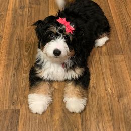 Bernedoodles and Goldendoodles from Cottrell’s Poodles & Doodles