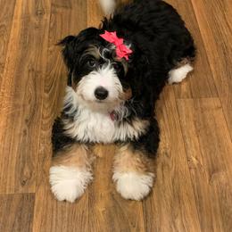 Bernedoodles and Goldendoodles from Cottrell’s Poodles & Doodles