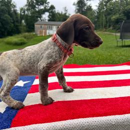 Anthem - Liver roan female German Shorthaired Pointer puppy in Dugspur, Virginia from Pilgrims Trails Shorthairs