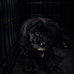 Tarzan - Black and white male Assorted Doodle Crosses puppy in Elk Grove, California from Furbabys