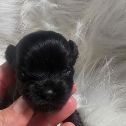 Minnie - Parti female Yorkshire Terrier puppy in Hamilton, Ohio from Purebred Yorkies of Ohio
