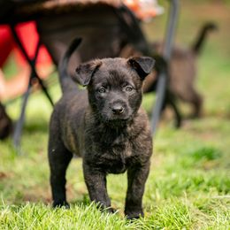 Green Collar - Gold brindle Dutch Shepherd puppy in Dallas, Georgia from Bluestone Creek Dutch Shepherds