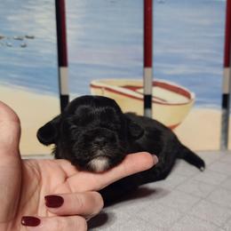 Tan collar - Black and white male Shichon puppy in Imperial, Missouri from Shichon Teddybear  puppies of Miss