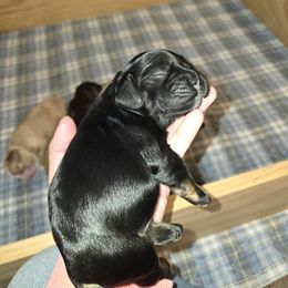 Cocker Spaniel Puppies from Kellie's Cocker Spaniels