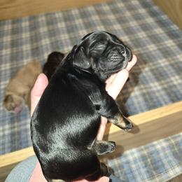 Cocker Spaniel Puppies from Kellie's Cocker Spaniels