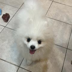 Pomeranian Puppies from Pom paws over gardens