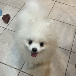 Pomeranian Puppies from Pom paws over gardens