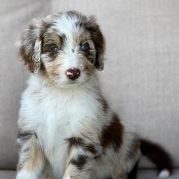 Daisy - Red merle female Aussiedoodle puppy in Decatur, Illinois from Signature Doodles