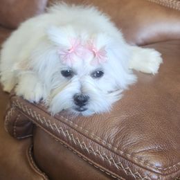 Malia's - White female Shih Tzu puppy in Kennewick, Washington from Tinytails