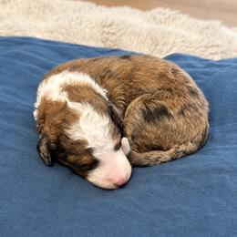 Moon - Chocolate merle female Bernedoodle puppy in Springville, Utah from Oodles of Bernedoodles