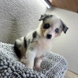 Isla - Blue merle female Australian Shepherd puppy in Polk City, Florida from Skaky Shepherds