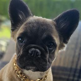 French Bulldogs from Hallowells red barn french bulldog's