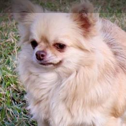 Perlie sue - Chihuahua