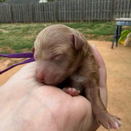 Purple collar - Red  female Poodle puppy in Huntsville, Alabama from Flint River Poodles
