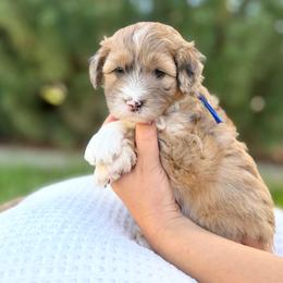 Chestnut - Blue collar - Sable male Bernedoodle puppy in Highland, Utah from Angel Pups Deluxe