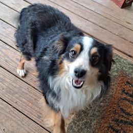Rylee - Toy Australian Shepherd