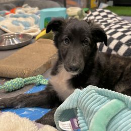 Silken Windhound Puppies from Intriga Hounds