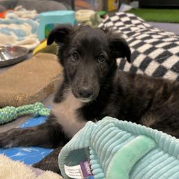 Silken Windhound Puppies from Intriga Hounds