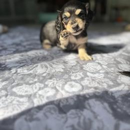 Dachshund Puppies from SWEET HONEY MINI DOXXIES