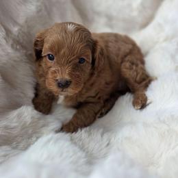 Aston martin - Red male Aussiedoodle puppy in North Royalton, Ohio from Johnson's Doodles
