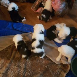 Stella - Old English Sheepdog