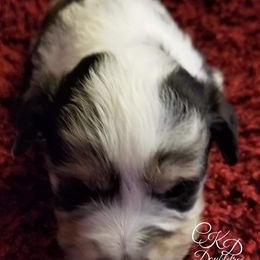 Miniature Australian Shepherd and Toy Australian Shepherd Puppies from CKD DOUBLETREE AUSSIES