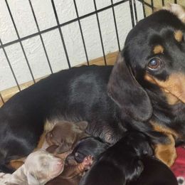 Pepee - Dachshund