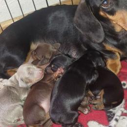 Pepee - Dachshund