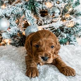 Cockapoo Puppies from Windy Ridge Cockapoos