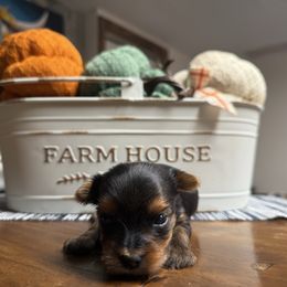 Boy - Black and tan male Yorkshire Terrier puppy in Boone, North Carolina from Coffeycup Yorkies