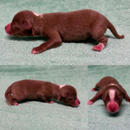Red tri male - Red tri male Toy Australian Shepherd puppy in Brooker, Florida from Honey, I Shrunk the Aussies