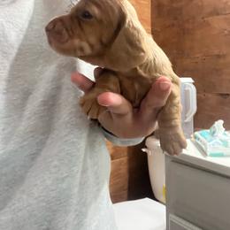 Boy 1 - Dapple male Dachshund puppy in Bismarck, Missouri from Kalua's Doxies