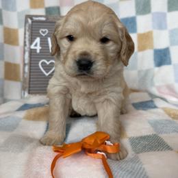 Boy 3 - male Golden Retriever puppy in Tonasket, Washington from Hailey’s Goldens