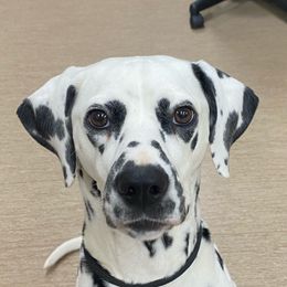 Prim - Dalmatian