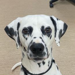 Prim - Dalmatian