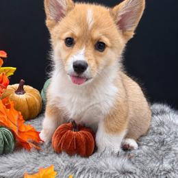 Milky Way - Sable and white male American Corgi puppy in Missouri from Country Legends Aussies & Corgis