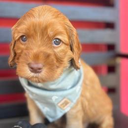 Rolo - Caramel male Australian Labradoodle puppy in Citrus Heights, California from Elite Blend Labradoodles