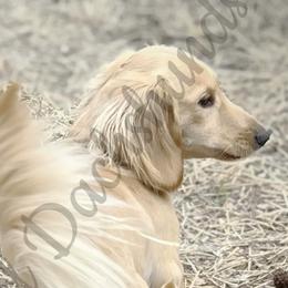 Cash - Dachshund